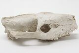 Fossil Oreodont (Merycoidodon) Skull - Wyoming #197347-1